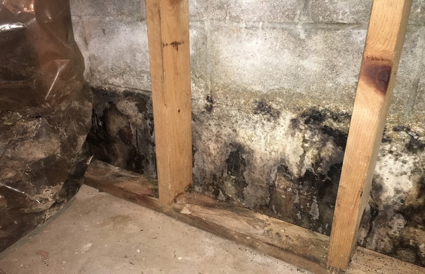 Common Mistakes to Avoid While Hiring a Mold Removal Company