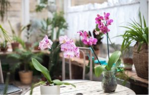 Benefits of Having Flowers at Home
