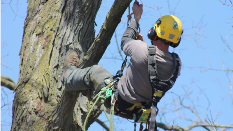 Tips to Select Specialists for Accomplishing the Tree-Works and Maintenance