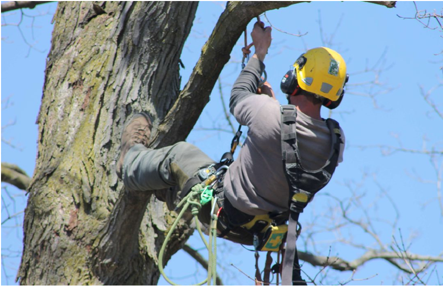 Tips to Select Specialists for Accomplishing the Tree-Works and Maintenance