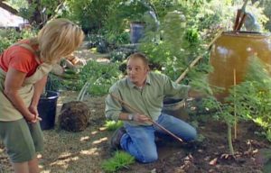 Common Mistakes that People Make While Planting Trees at Home