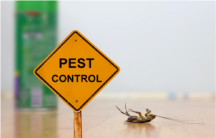 Pest control techniques in our vicinity