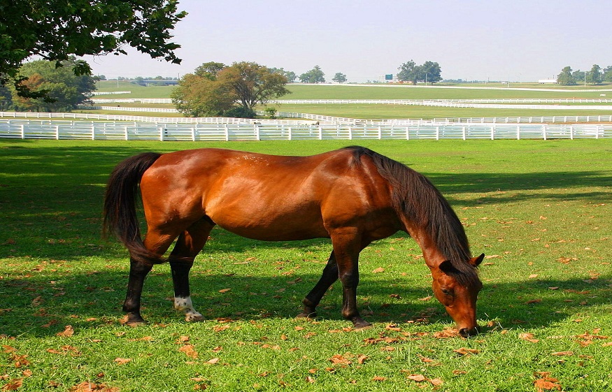 How To Protect Your Horse From Field Injuries
