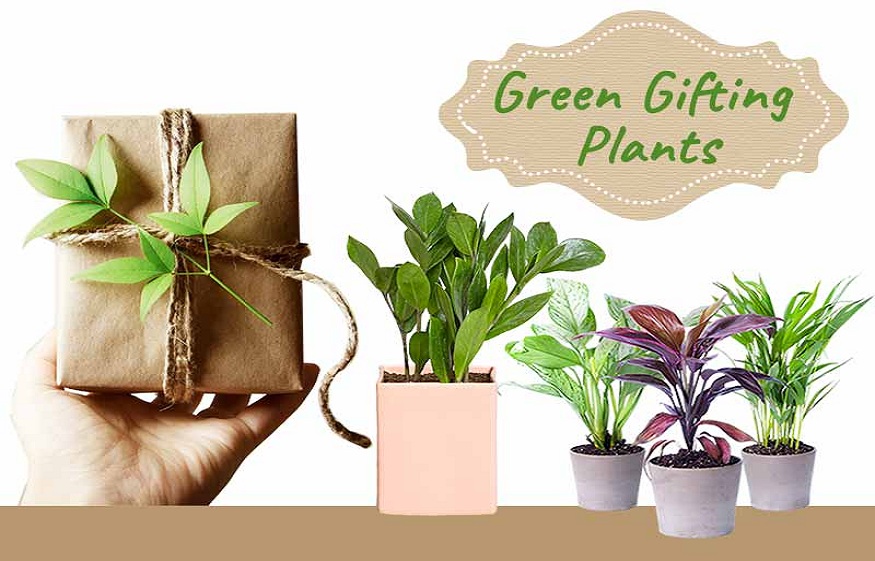 Buying Plants From An Online Nursery