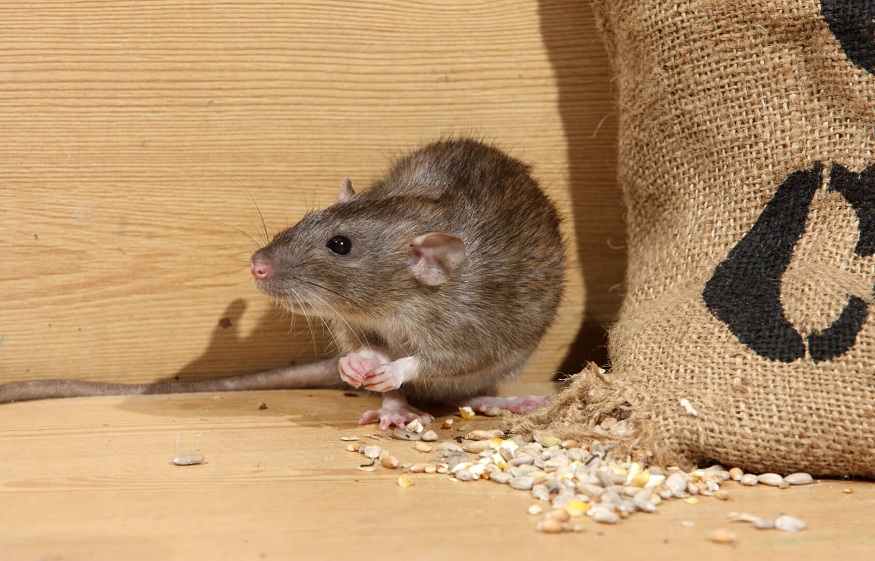 How To Prevent Rats from Causing Damage to Your Property?