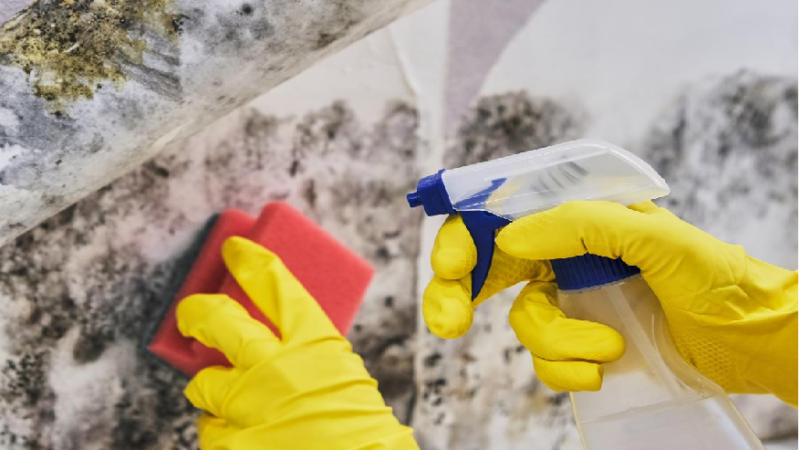 The best way to prevent and combat mold in your home during the winter