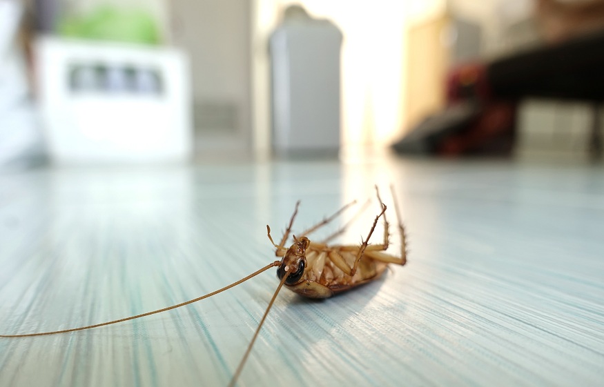 How to Deal with Multiple Pests in Your Home?