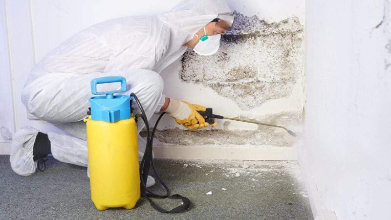 Enhancing Safety and Well-being: The Role of Mold Removal Services in Northern Virginia