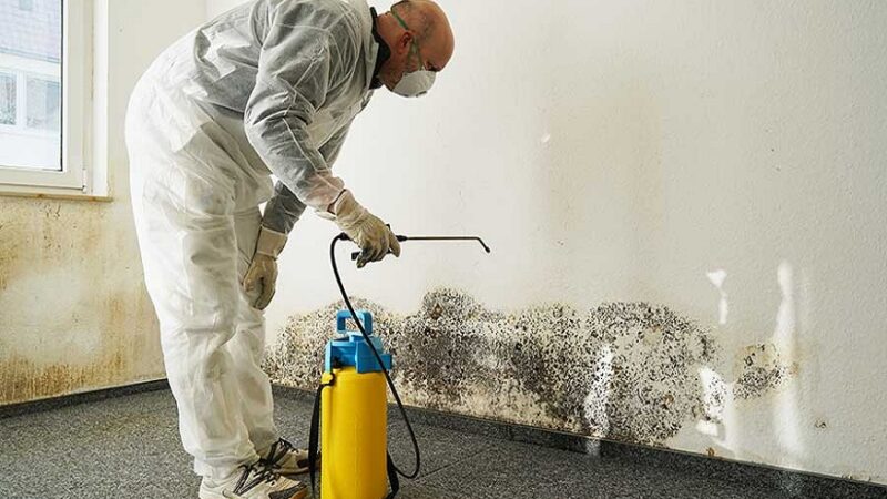 Expert Mold Remediation Solutions for Homes and Businesses in South Sound