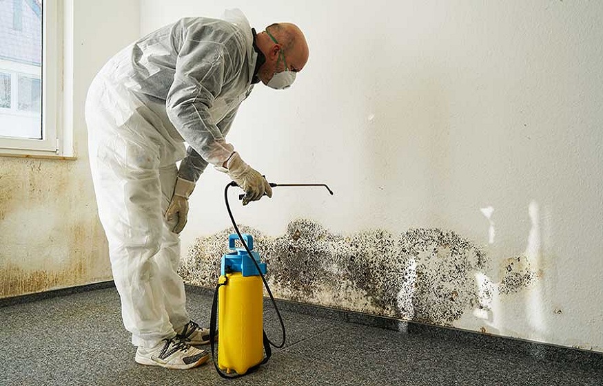 Expert Mold Remediation Solutions for Homes and Businesses in South Sound